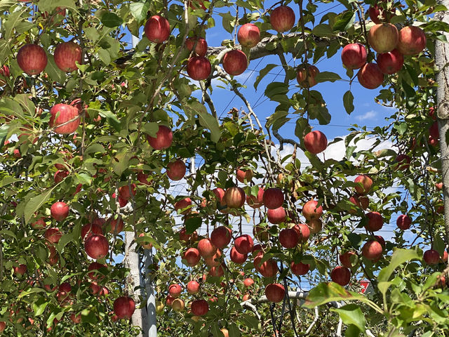 ��񂲂�񂲇A_������