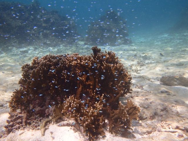 �����x�������I_BLUE ALOHA�{�Ó�