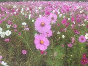 Ƃ񂳂̂łȐ_̓eʐ^1