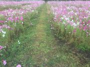 Ƃ񂳂̂łȐ_̓eʐ^2