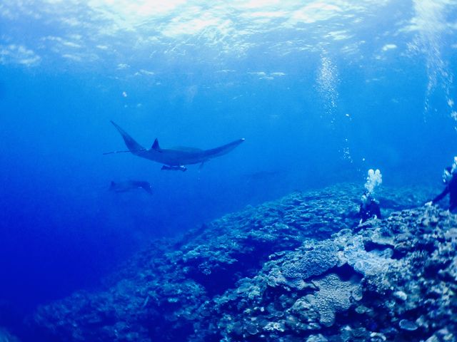 �̌��_�C�r���O���́A�T���S�ɕ߂܂��đ҂��܂��B_�V�[�W���b�N�_�C�u�t�@�~���[