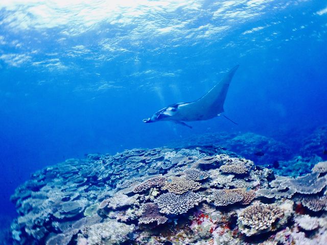 �C���X�g���N�^�[����A�ʐ^��r�f�I���B��̂����I_�V�[�W���b�N�_�C�u�t�@�~���[