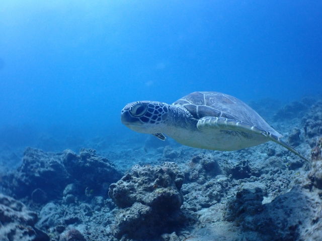 �A�I�E�~�K���ɂ��o��܂����B_�V�[�W���b�N�_�C�u�t�@�~���[