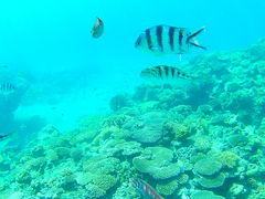 ݂҂񂳂NEWSߔeXւ̓eʐ^1