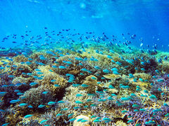 lCVуVbvHaiSai̎ʐ^1