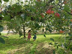 ���Ȃ�����̉����_���ւ̓��e�ʐ^1