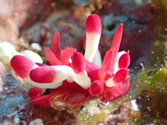 񂿂񂳂̃ANAJ[Yւ̓eʐ^1