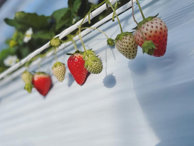 �������������I_�܂�܃C�`�S��