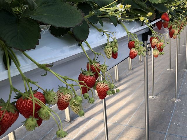 �嗱�ŊÂ������ł��B_�ݓc�̔�