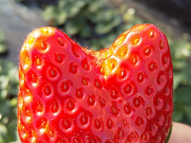 �Â�_MASHIKO�@STRAWBERRY�@FARM