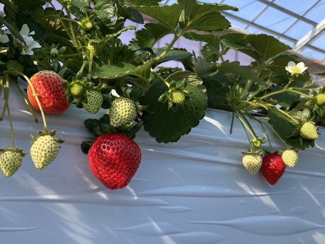 ��؂Ɉ�Ă�䕂��R�H�ׂ����Ē����܂����B
���肪�Ƃ��������܂��B�����Ƃ܂������s���\��ł��B_���R�t�@�[���g�`�m�x�t