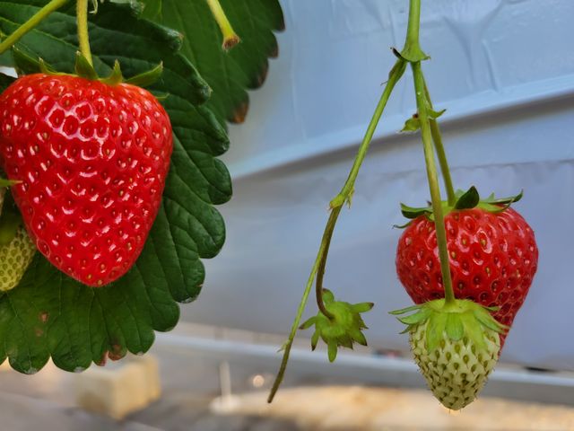 �Â�������_�n糂�������