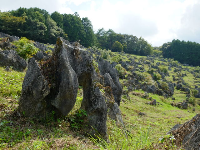 R̊Ȃ̂Ō`ʔłBɂ͒ӁB_iE}JXg