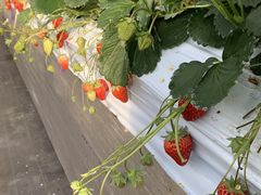 MiKi̓cڂ̒̂ւ̓eʐ^1