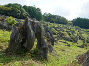 ͂񂳂̍iE}JXg̓eʐ^3