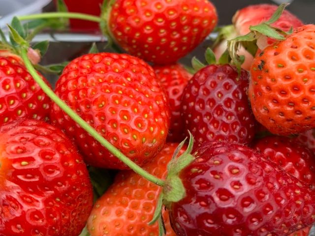 �C�`�S�͂ǂ���Â��Ĕ������������ł�_���t䕉�