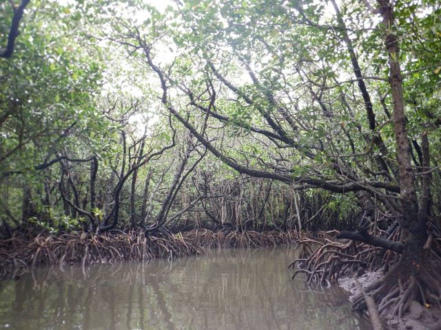 �}���O���[�u�̖؁X_�܂�܂��