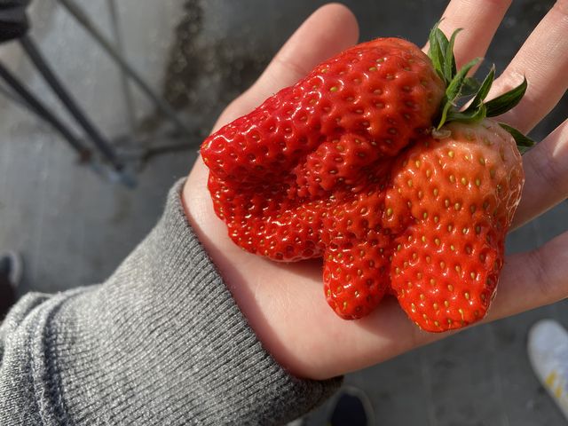 �傫������_�X�g���x���[�t�B�[���h