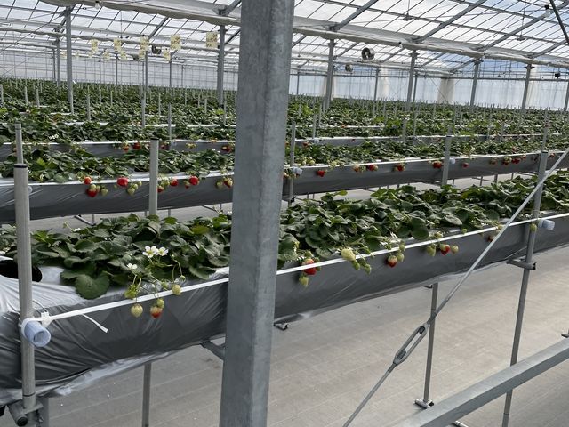 �L�X�ł�_���������̃C�`�S���u���c��v