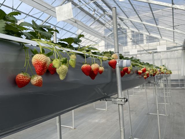 �傫�����܂΂�ł����A�������Ă��Â��̂͂���܂��B_���������̃C�`�S���u���c��v