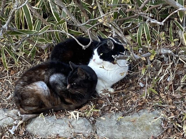 �d����̔L�����_����R