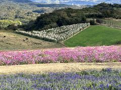 ���킶�Ԃ������̎ʐ^2