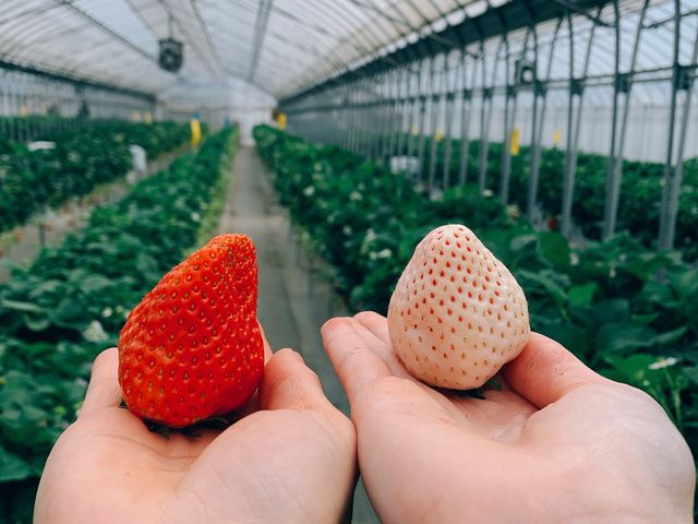 ���߂ĂȂ�ł�����ϖ������܂����B���������������Ă����ς���ނ���ő�ϊy���������B_�������E�u���[�x���[�_���@�x���[�̋�