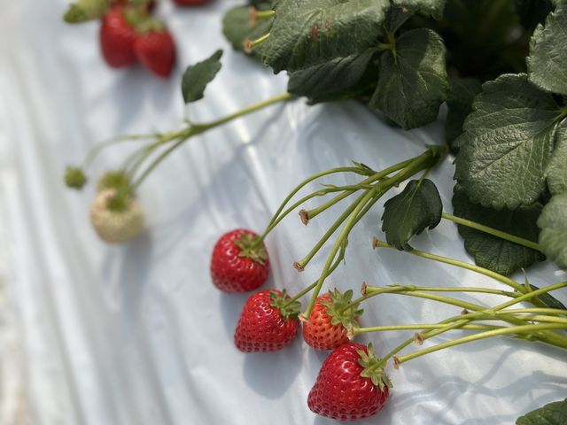 �ԍ������炢�����������炵���̂ł����A�قږ��������ł��B�Ƃ��������͖{���͂Ƃ��Ă��Â��đ�D���Ȃ̂�_MASHIKO�@STRAWBERRY�@FARM