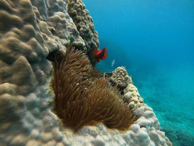 �j���ɂ��o�b�`����܂���_�����哇�E�F���l�X&�A�h�x���`���[UNIMARE