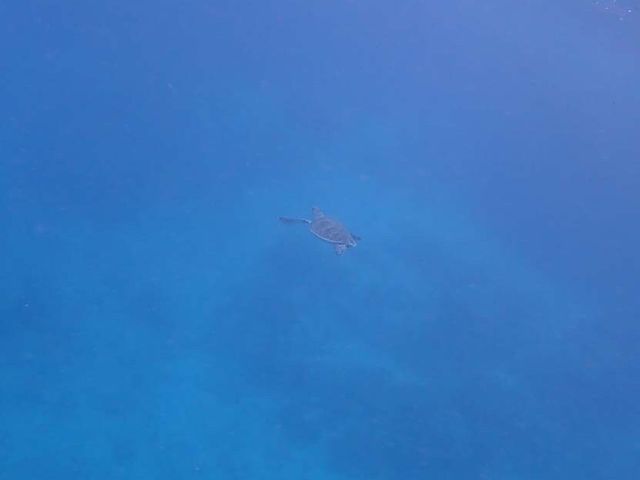 �I�X�Ɖj���E�~�K���̎p_�����哇�E�F���l�X&�A�h�x���`���[UNIMARE