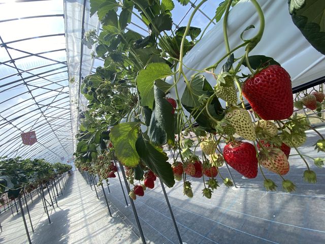 �������ƂĂ��Y��ɐ������Ă��܂��B�e�[�u���A�C�X������A�������E��䕂𖡂킦�܂��B_������ �Ղ��� -ichigo plant-