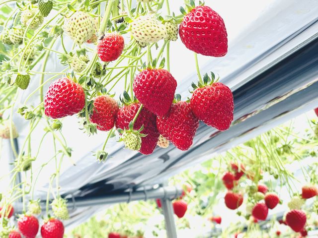 �Y���䕂���R�ł��I_������ �Ղ��� -ichigo plant-