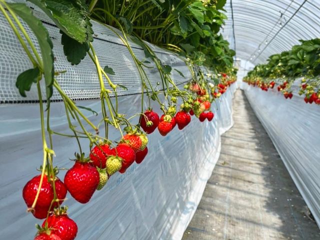 �������̗l�q_�}�G�����t�@�[��