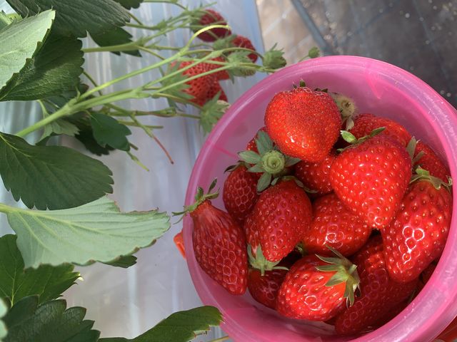 �Ԃ��ĊÂ��C�`�S�΂���ł����I_�������̉���