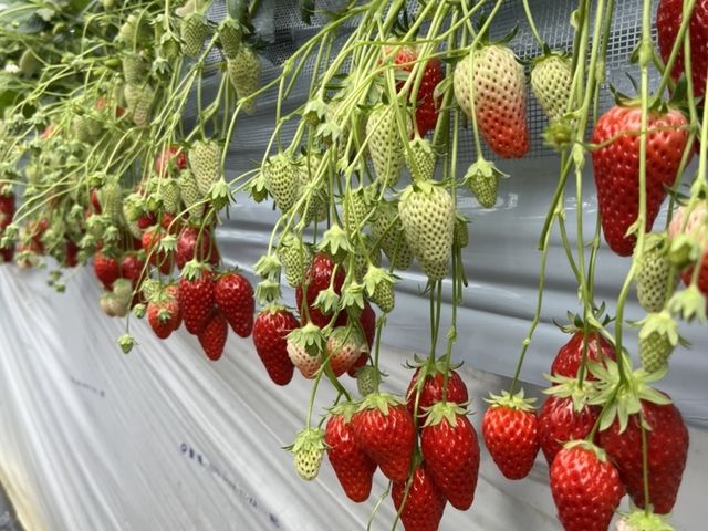 �͕P�ł��B�`���c���łƂ��Ă����炩���A�s���X�[�p�[�ł͌����������Ƃ��Ȃ��i��ł��B_�͂�Ȃt�@�[��