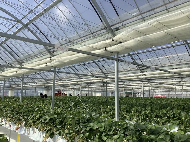 �L�����@���ꂢ_�_���N�o���Y�t�@�[��