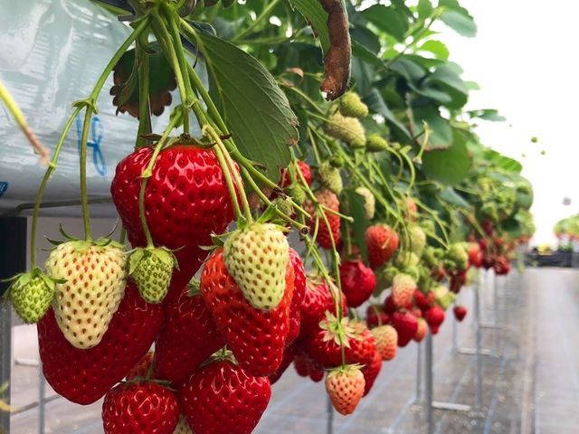 ���̎�����ŉ���6���[������܂��B_�������C�ӂ̂��������s���F�t�F�����t