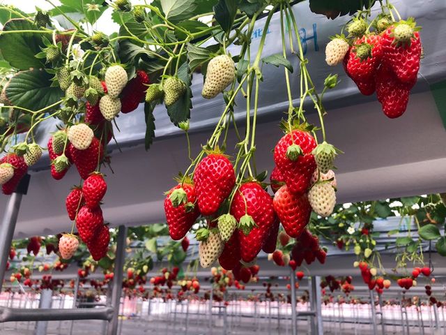 ���̕��̃��[���܂Ő^���Ԃ����ł��B_�������C�ӂ̂��������s���F�t�F�����t