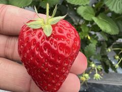 قȂ݂񂳂̏є_ւ̓eʐ^1