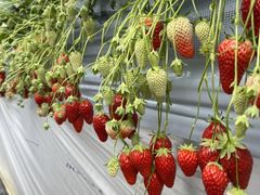 rainboŵ͂Ȃt@[ւ̓eʐ^1