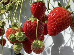 {Ẽ_NoYt@[ւ̓eʐ^1