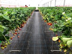 ���R����̕������C�ӂ̂��������s���F�t�F�����t�ւ̓��e�ʐ^1