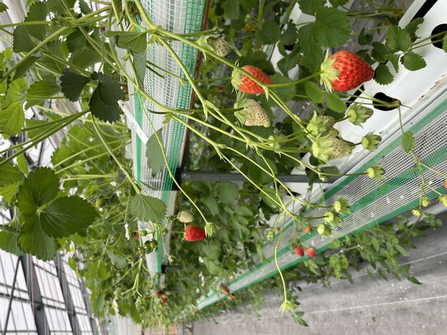 ������_�����o�v�_��