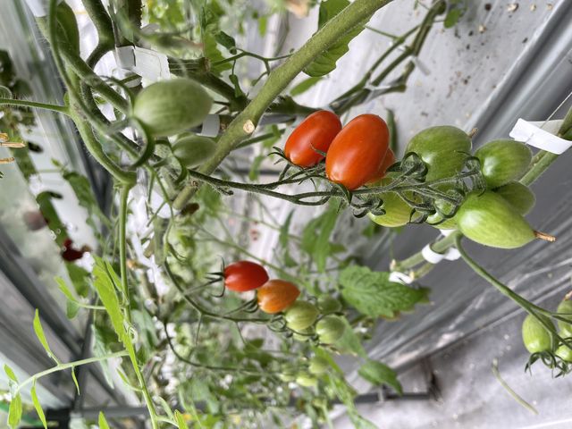 �v�`�g�}�g_�����o�v�_��