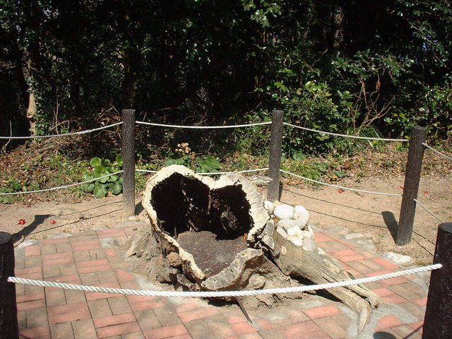 �Ԃ���񂳂�̕P������̃n�[�g�̐؂芔�̓��e�ʐ^1