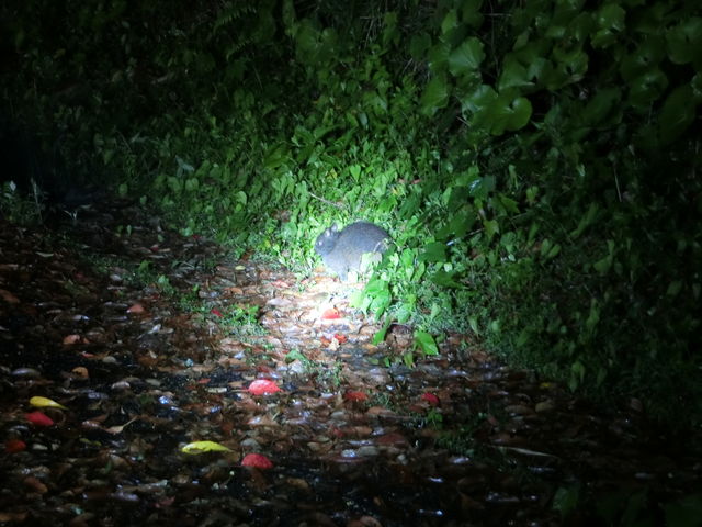 �X�^�[�g����ɑ�������"�Z�Z�E�T�M" ���b�^�@_�~�b�h�i�C�g�c�A�[����