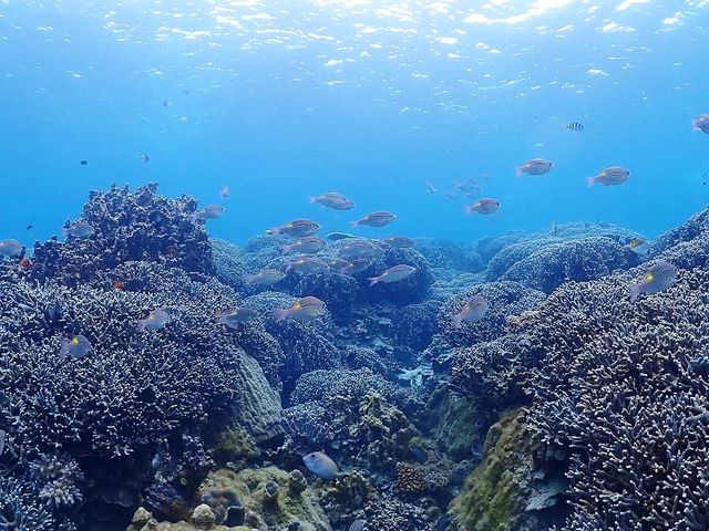 ���ƎX�肪��������ł���_�ɗǕ��}�����c�A�[ One By One