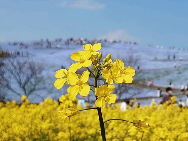 �؂̉Ԃƃl���t�B��_���c�Ђ����C�l����