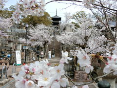 やんまあさんの金戒光明寺の桜の投稿写真1