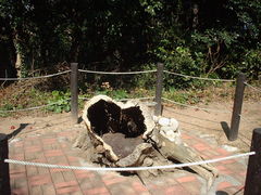 �Ԃ���񂳂�̕P������̃n�[�g�̐؂芔�ւ̓��e�ʐ^1